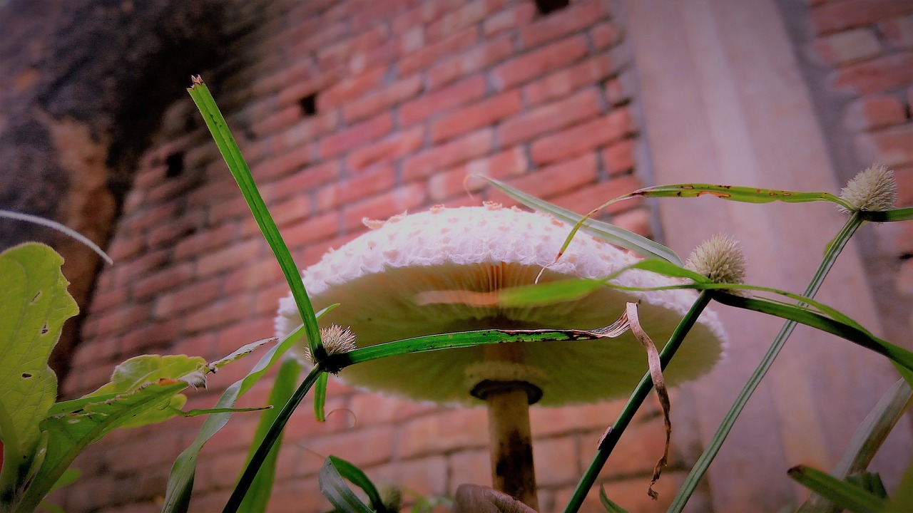 mushroom  fungus  frog's umbrella free photo