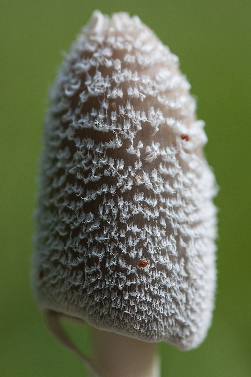 mushroom filigree white free photo