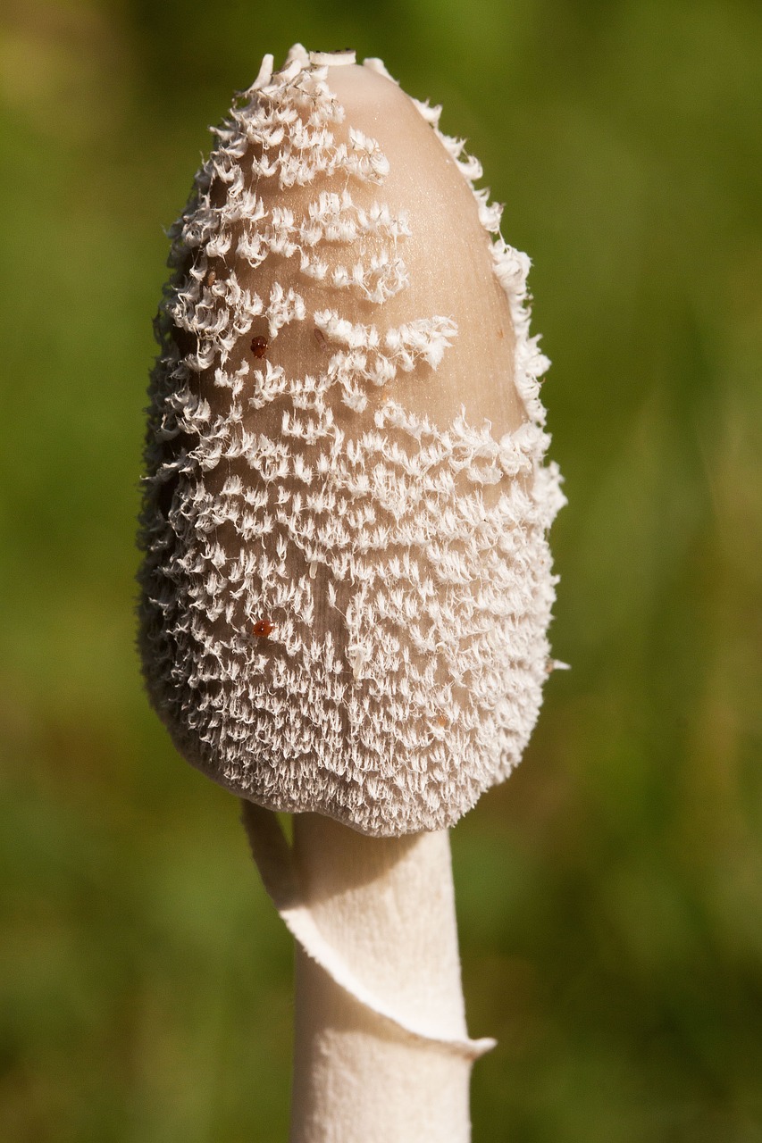 mushroom filigree white free photo