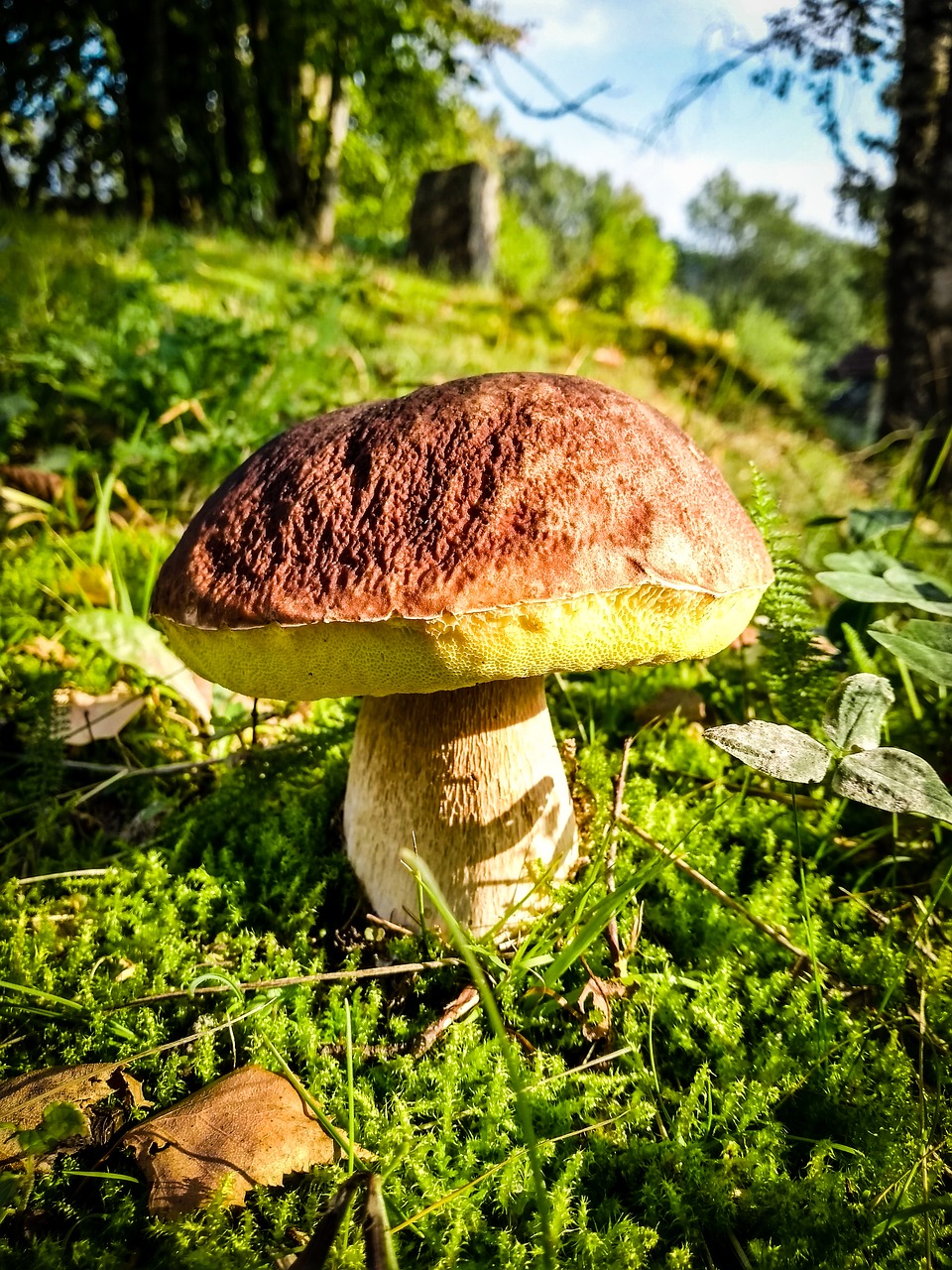 mushroom  cep  forest free photo