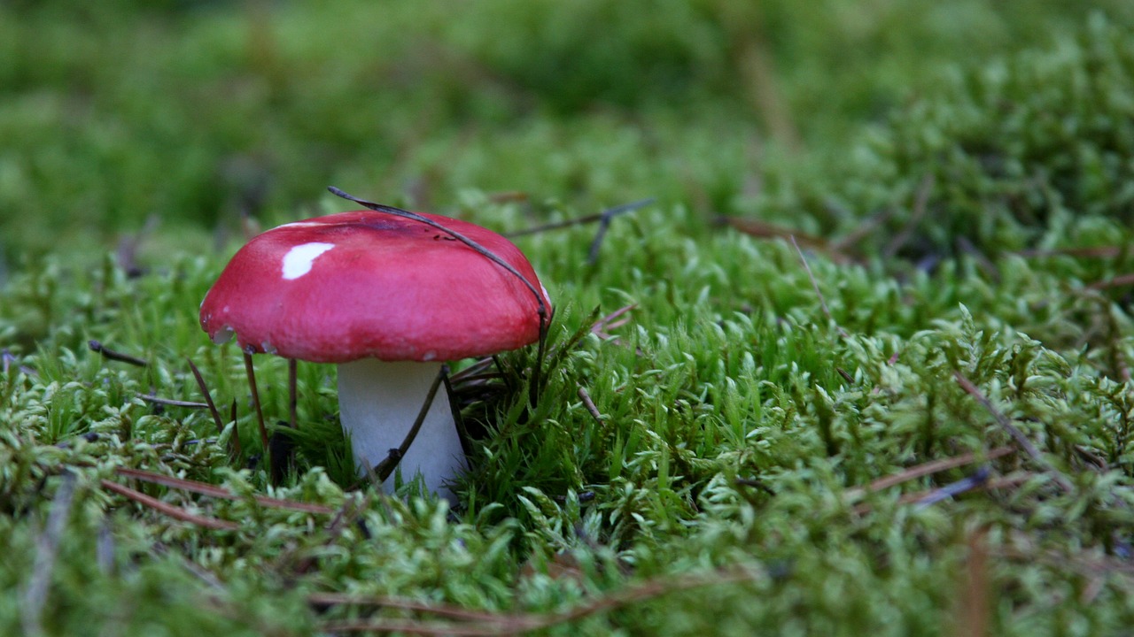 mushroom  forest  autumn free photo