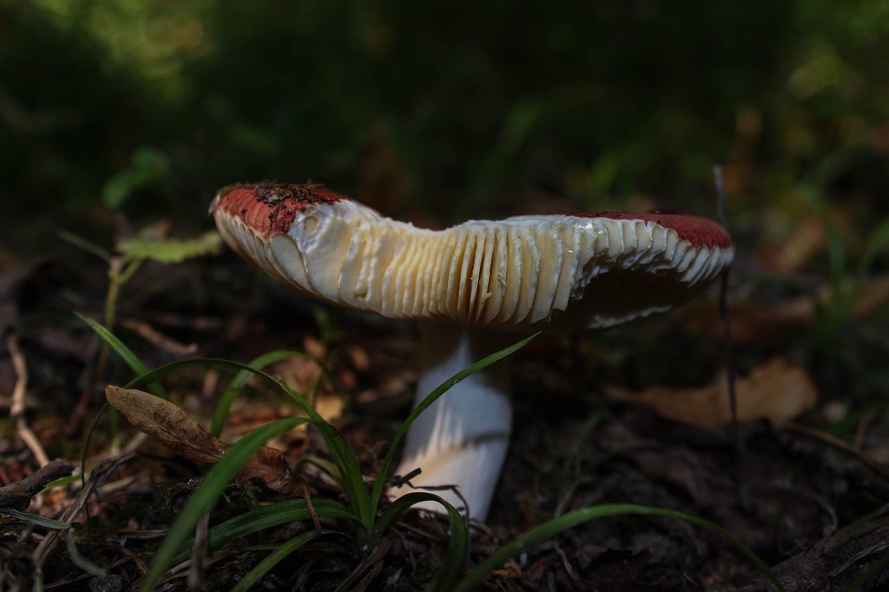 mushroom  book spei russula  red free photo