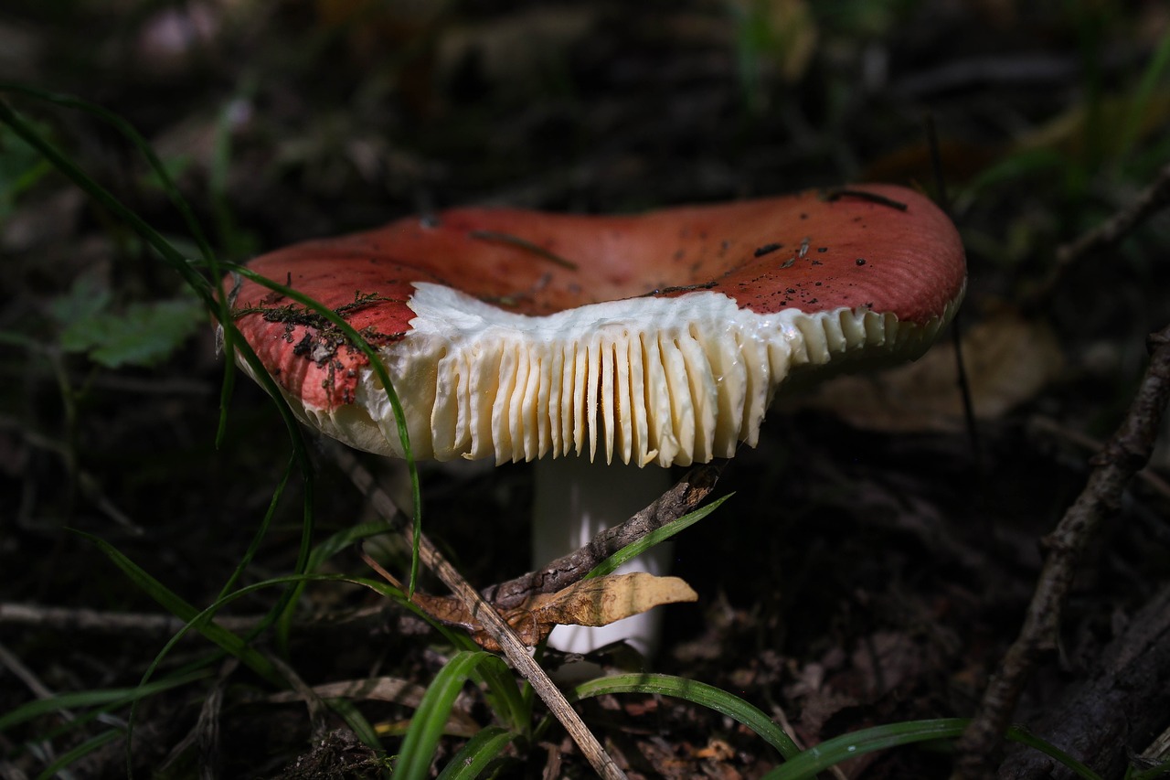 mushroom  book spei russula  red free photo