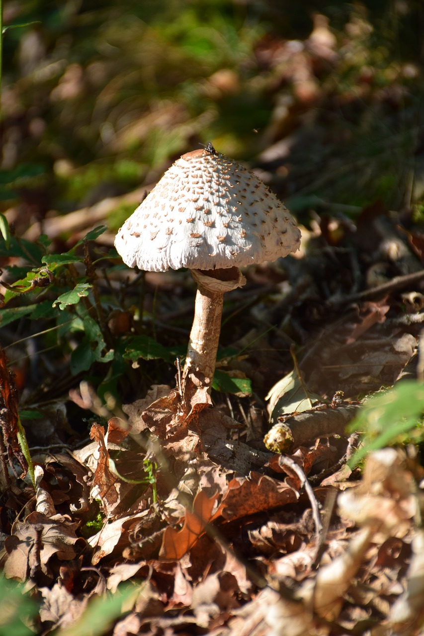 mushroom  nature  forest free photo