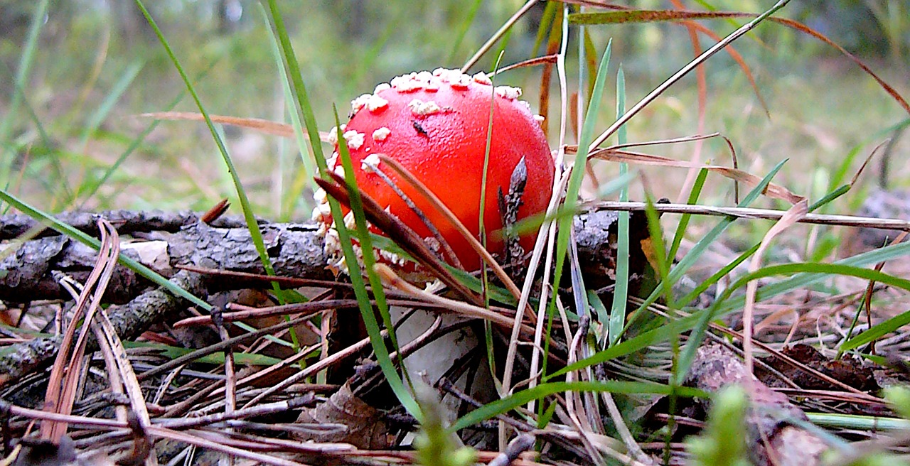 mushroom  forest  autumn free photo