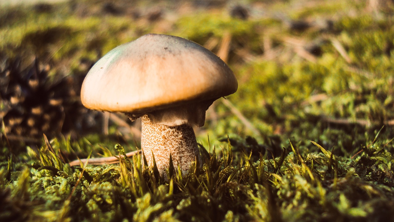 mushroom  plant  forest free photo