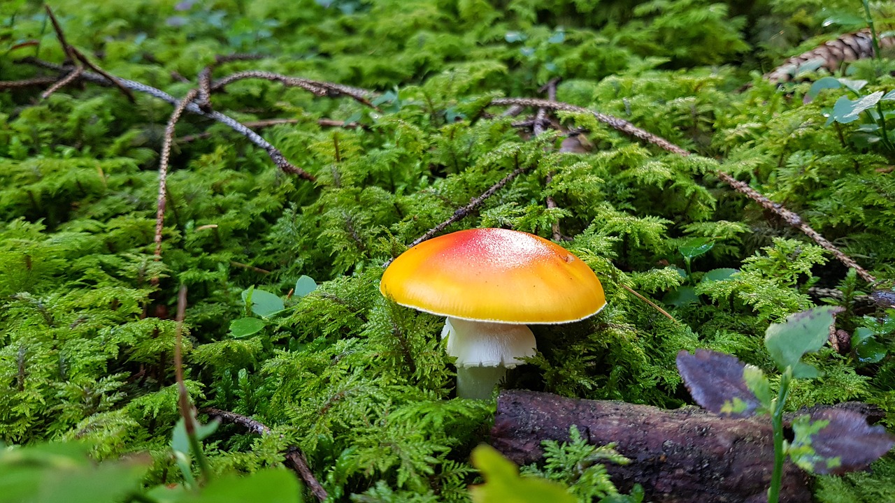 mushroom  green  forest free photo