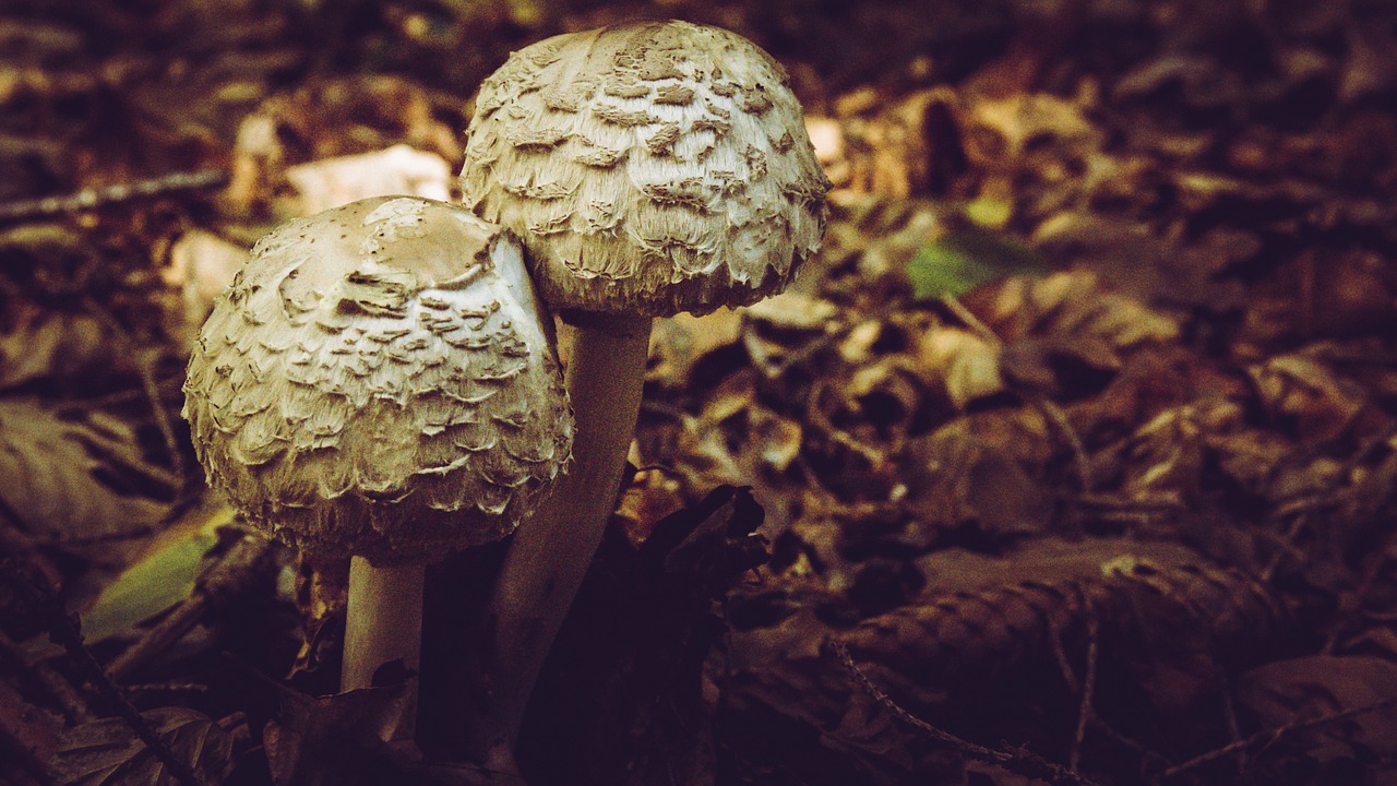 mushroom  autumn  forest free photo