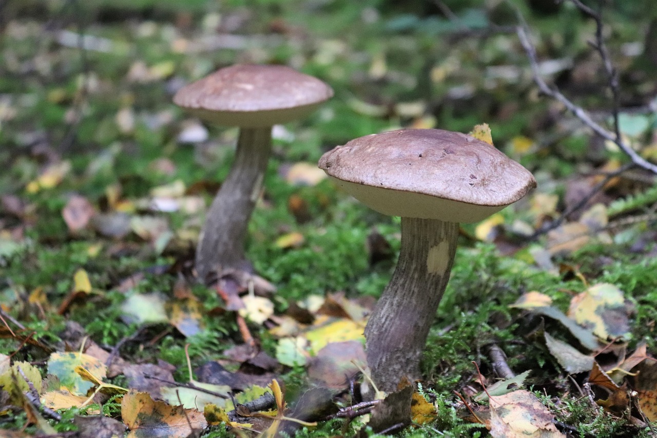 mushroom  birch mushroom  forest free photo