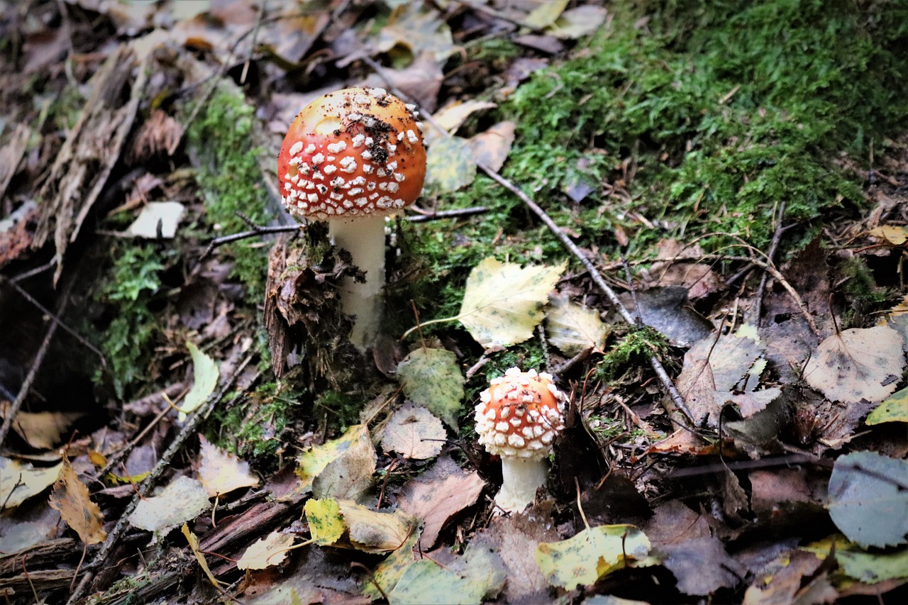 mushroom  fly agaric  nature free photo