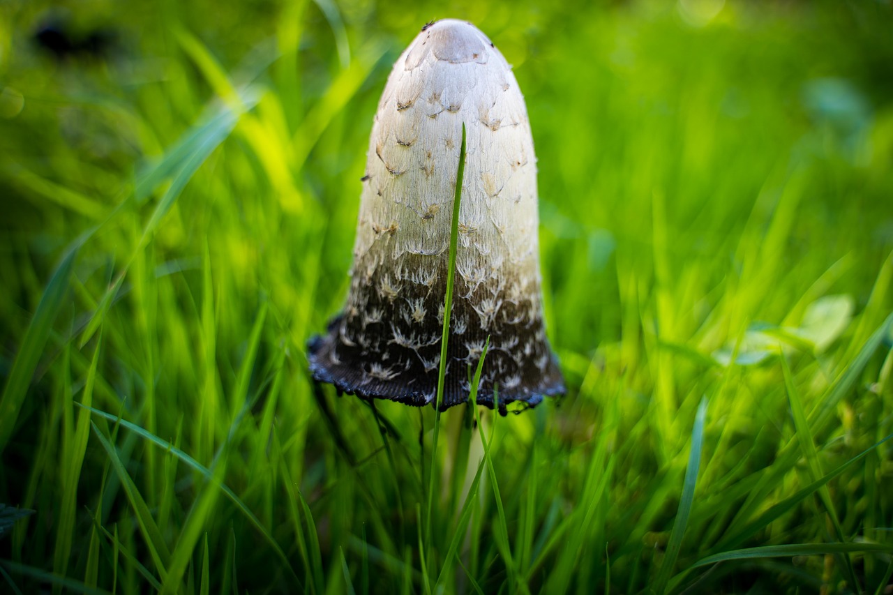 mushroom  poisonous mushroom  welker mushroom free photo