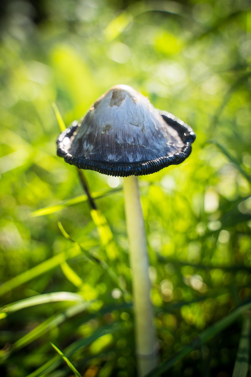 mushroom  poisonous mushroom  welker mushroom free photo