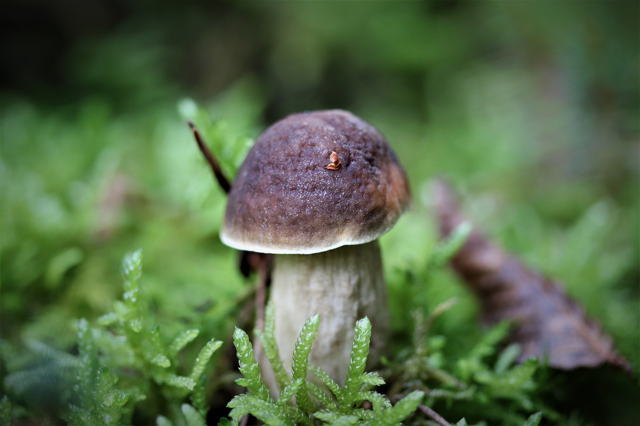 mushroom  forest  moss free photo