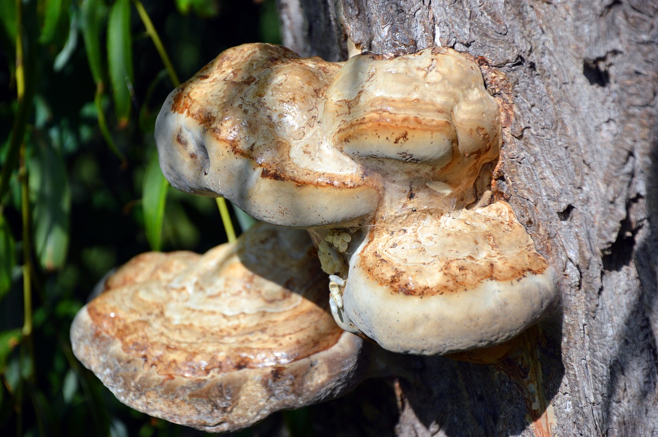 mushroom  tree fungus  lignicole free photo