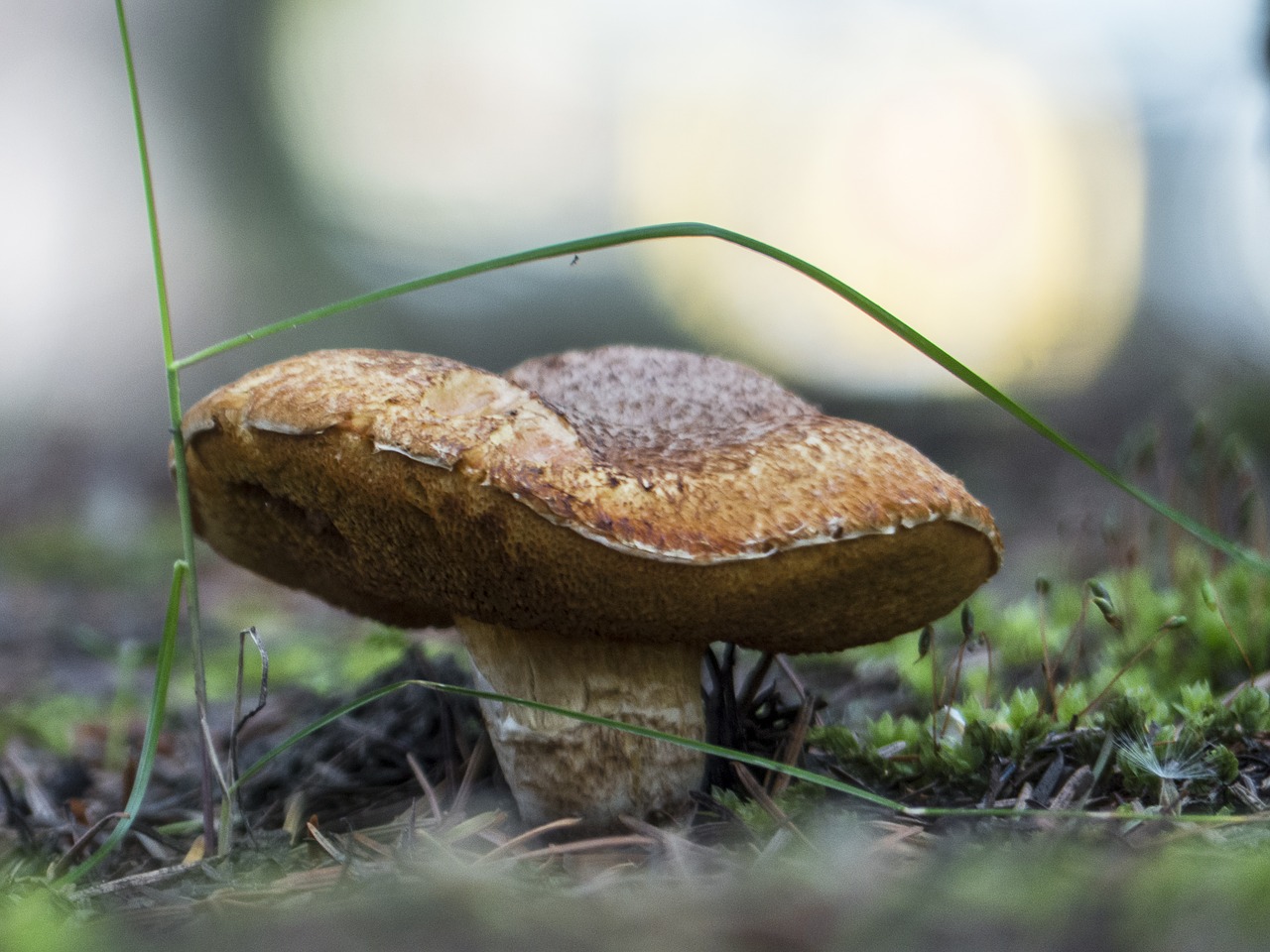 mushroom  backlight  close up free photo