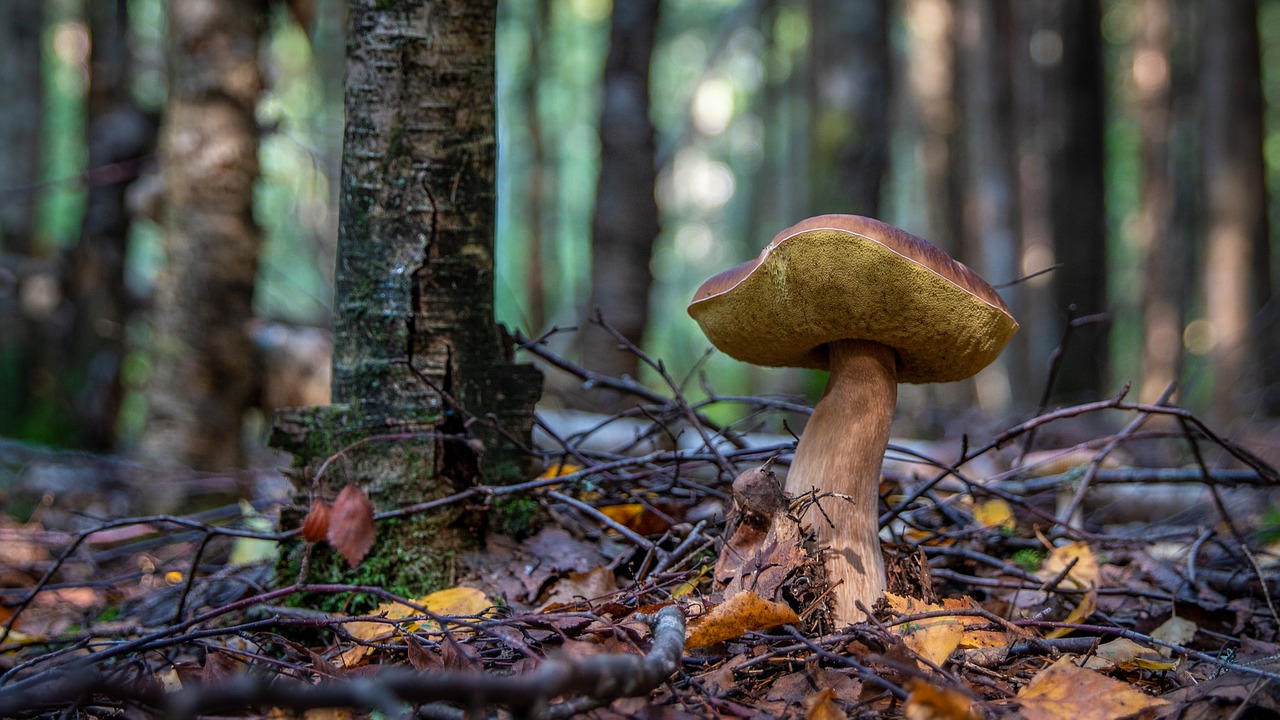 mushroom  forest  white real free photo