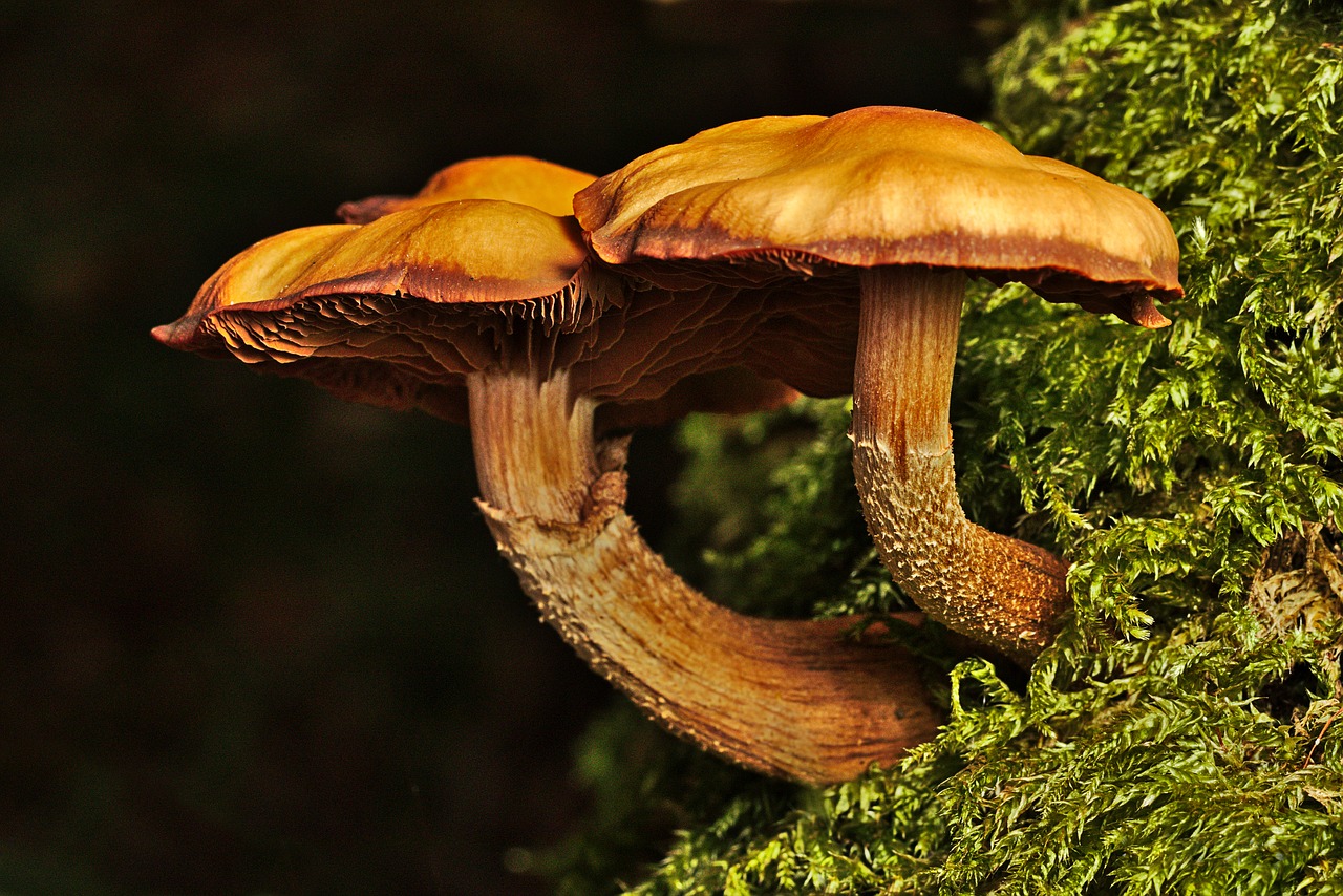 mushroom  autumn  forest free photo