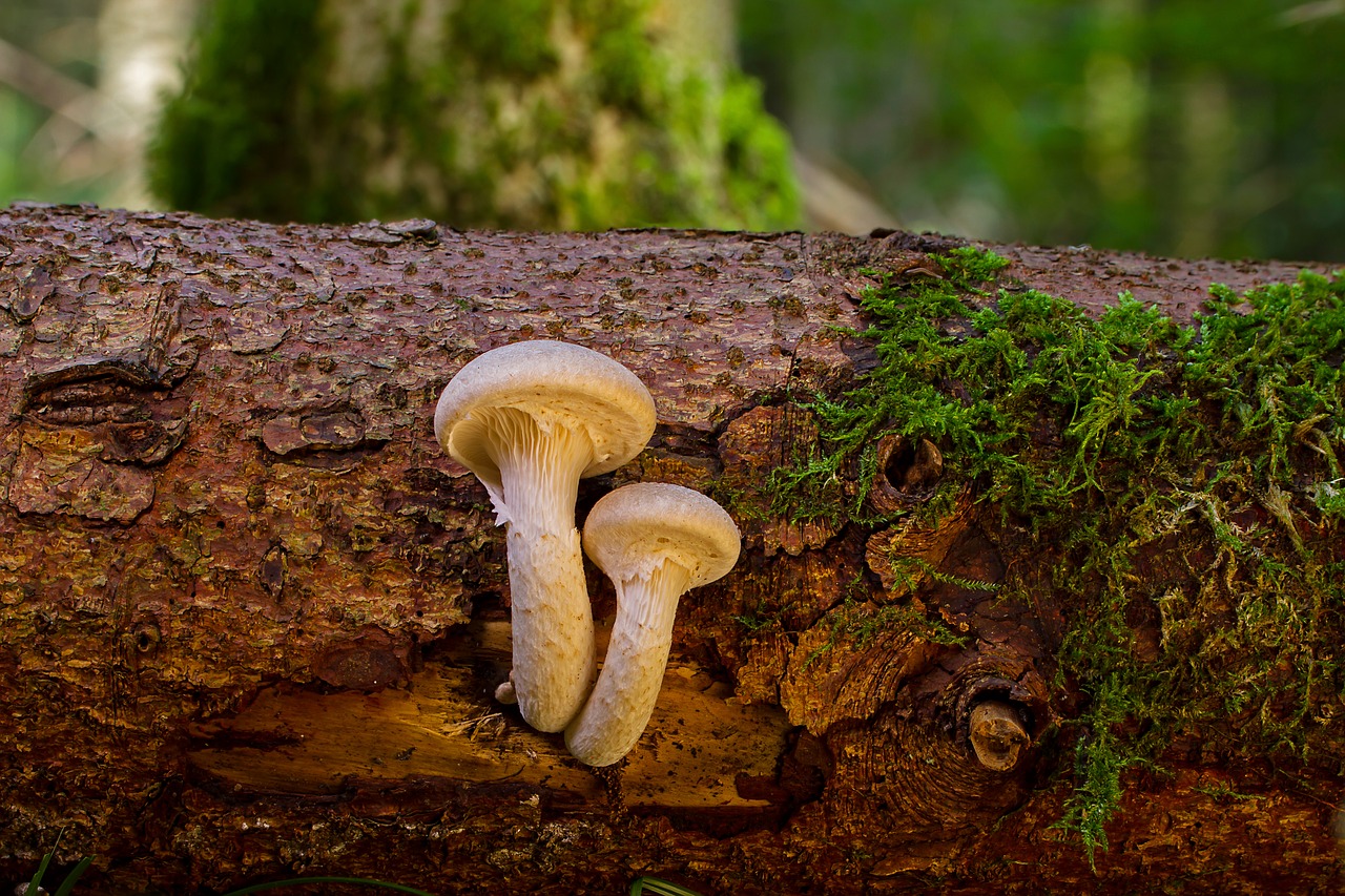 mushroom  wood fungus  log free photo