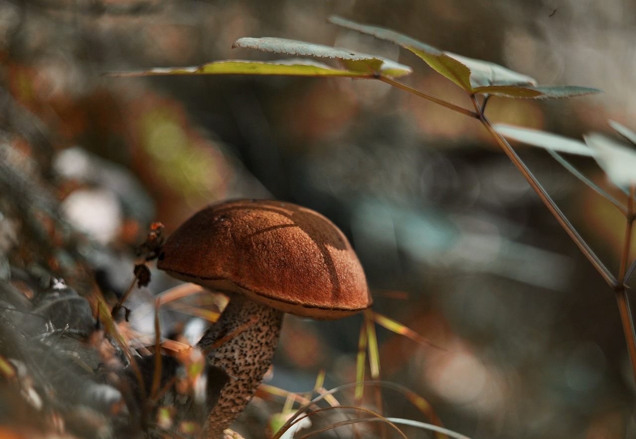 mushroom  autumn  orange-cap boletus free photo