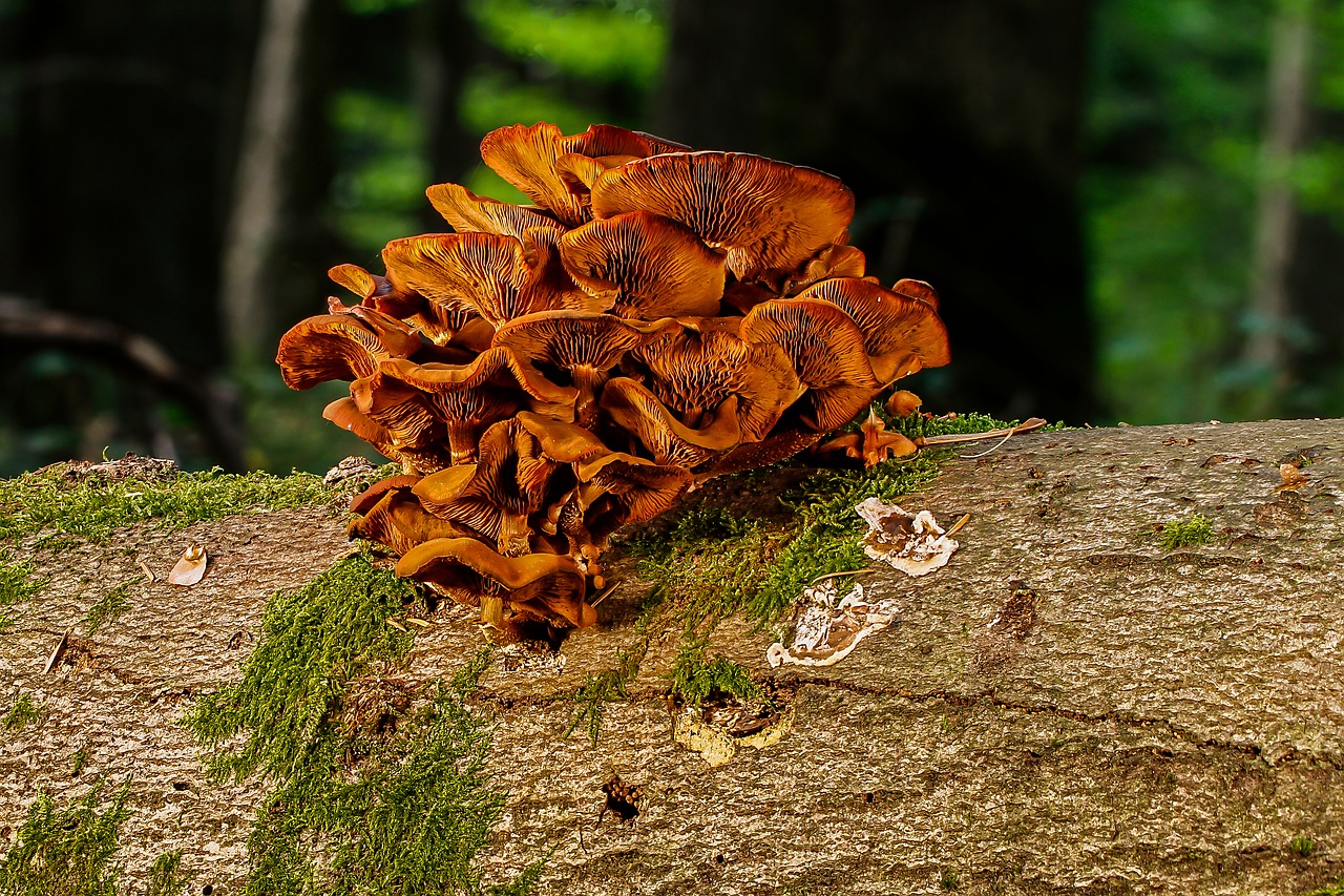 mushroom  log  forest free photo