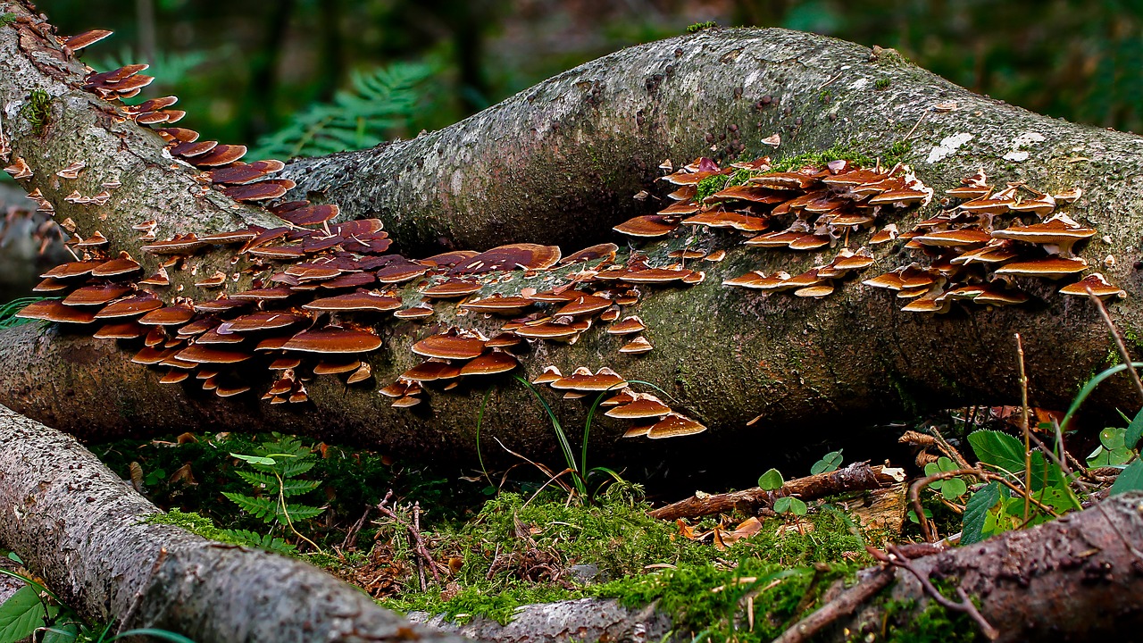 mushroom  log  forest free photo