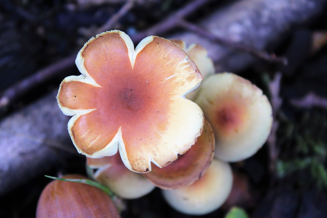 mushroom  forest  autumn free photo