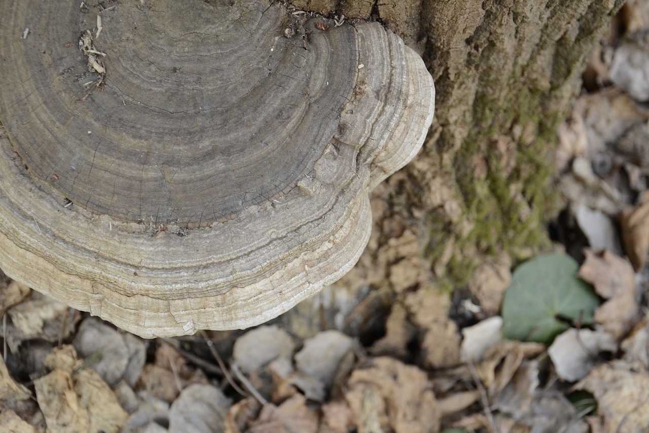 mushroom  nature  forest free photo