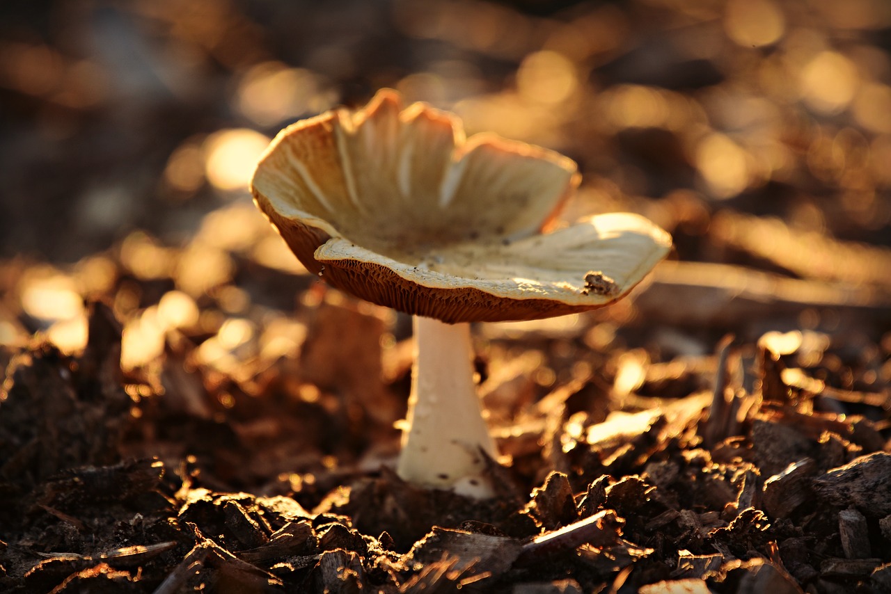 mushroom  fungus  spore free photo