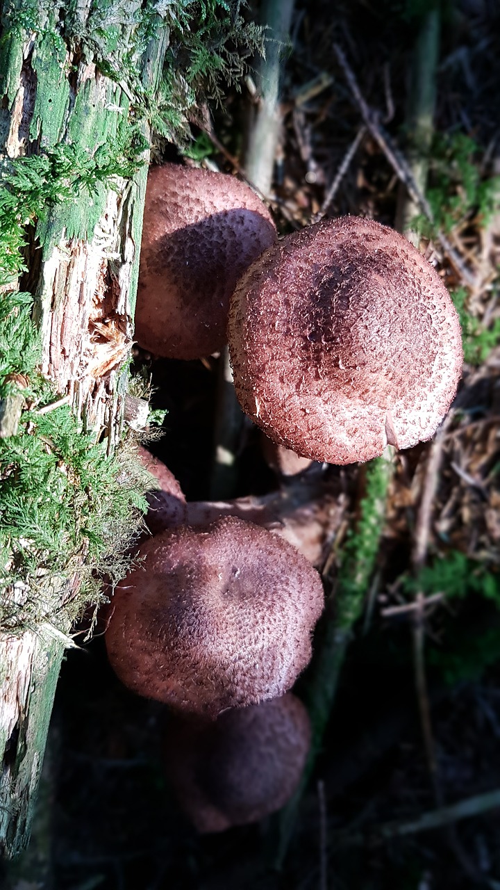 mushroom  moss  forest free photo