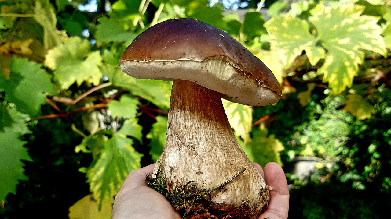 mushroom  cep  autumn free photo