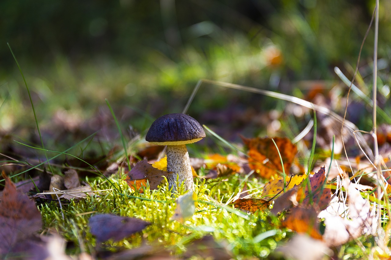 mushroom  autumn  forest free photo