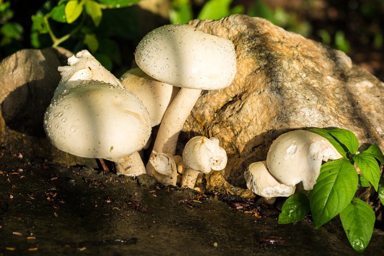 mushroom nature white free photo