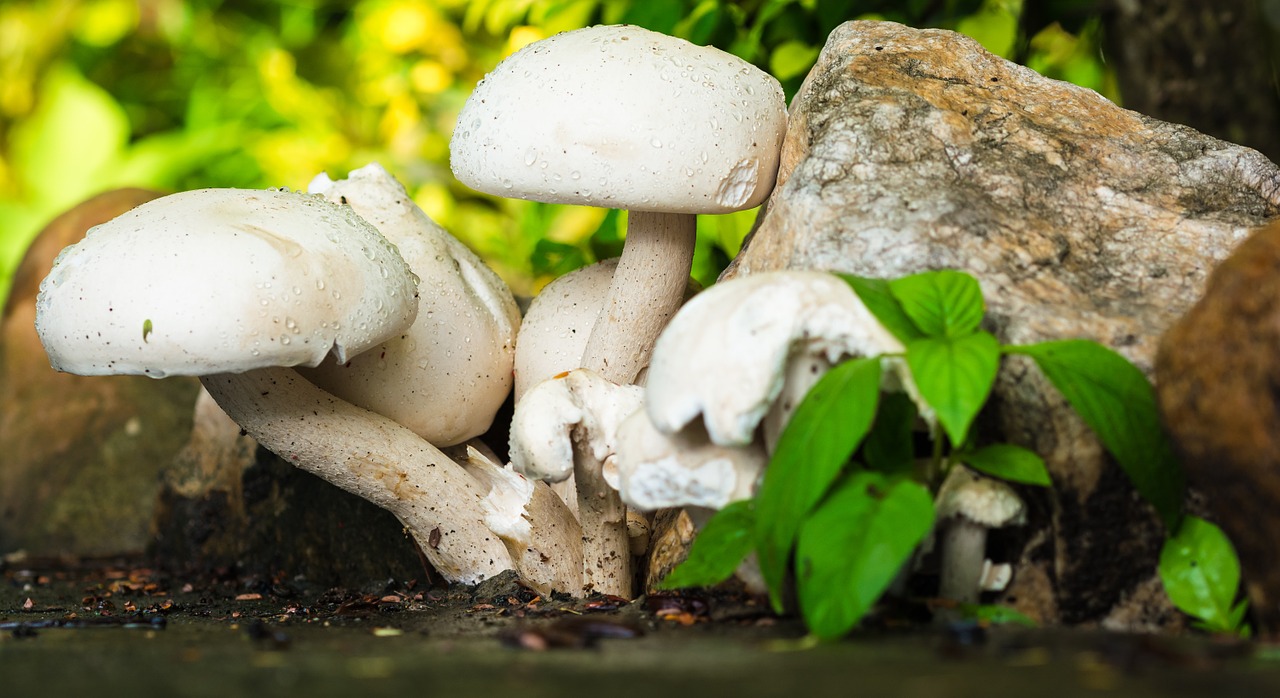 mushroom nature white free photo