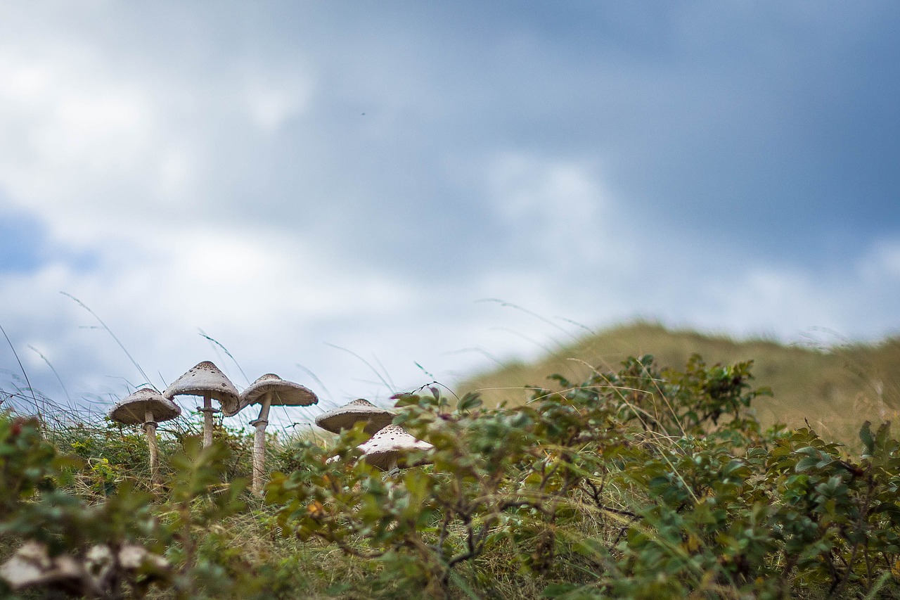 mushroom  autumn  nature free photo