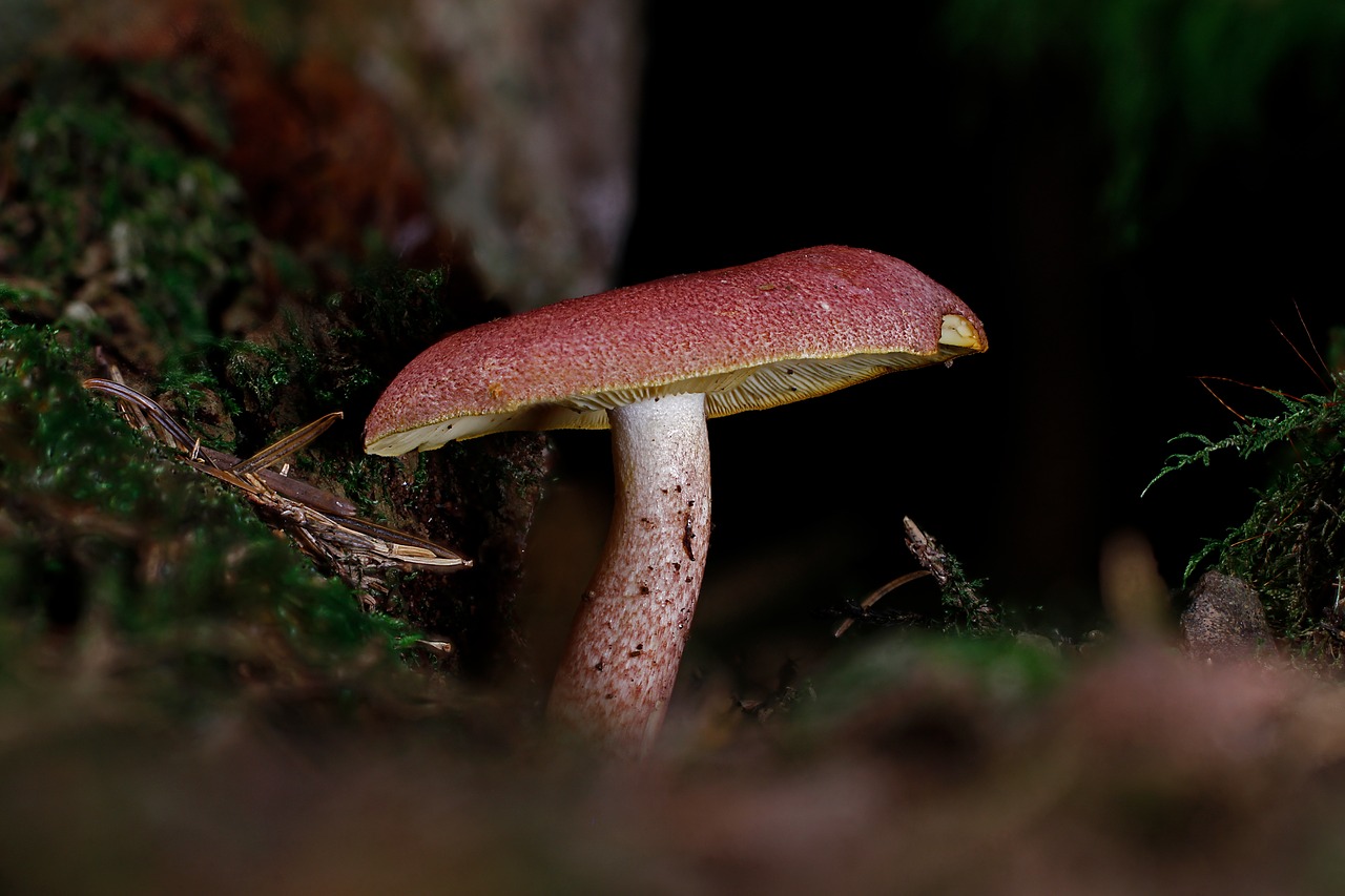 mushroom  disc fungus  forest mushroom free photo