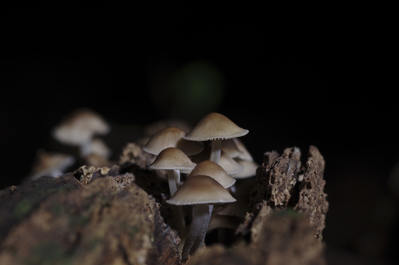 mushroom  sanctuary  wood free photo