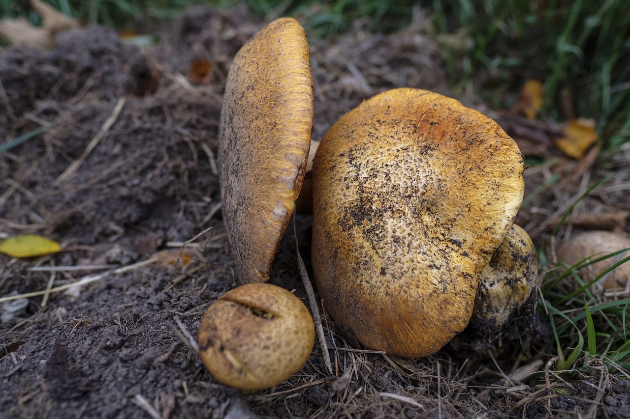 mushroom  food  eat free photo