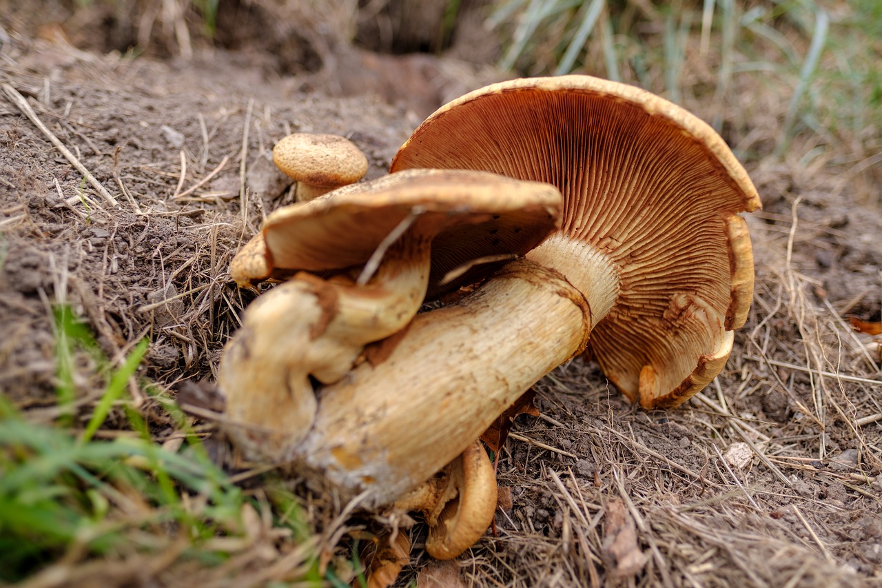 mushroom  food  eat free photo