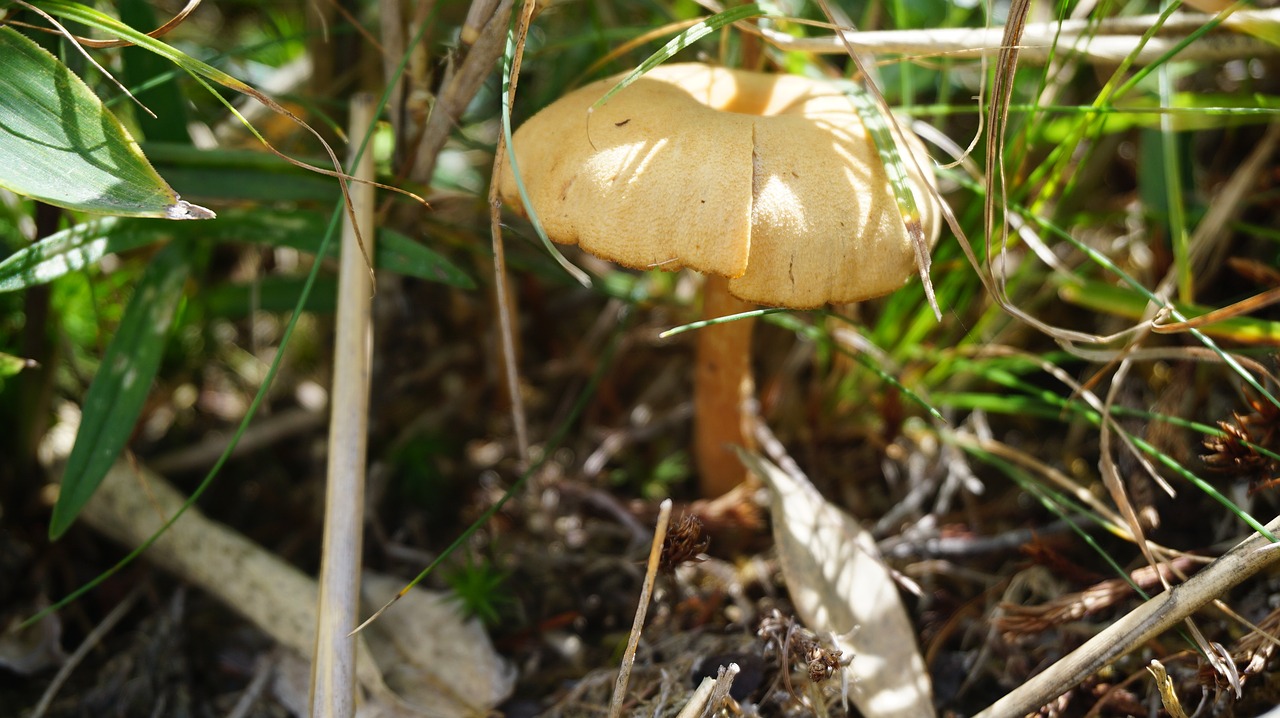 mushroom  dwarf umbrella  natural free photo