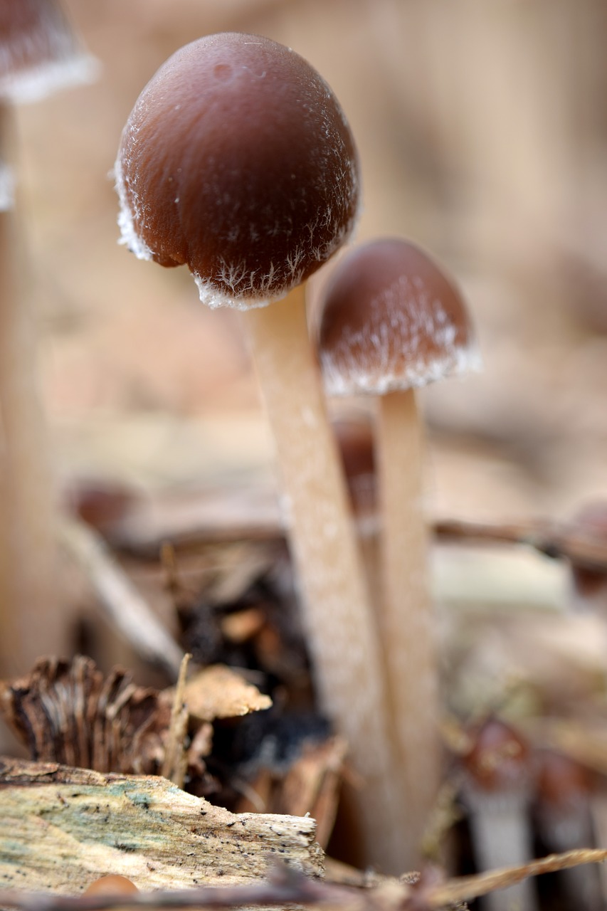 mushroom  head  nature free photo