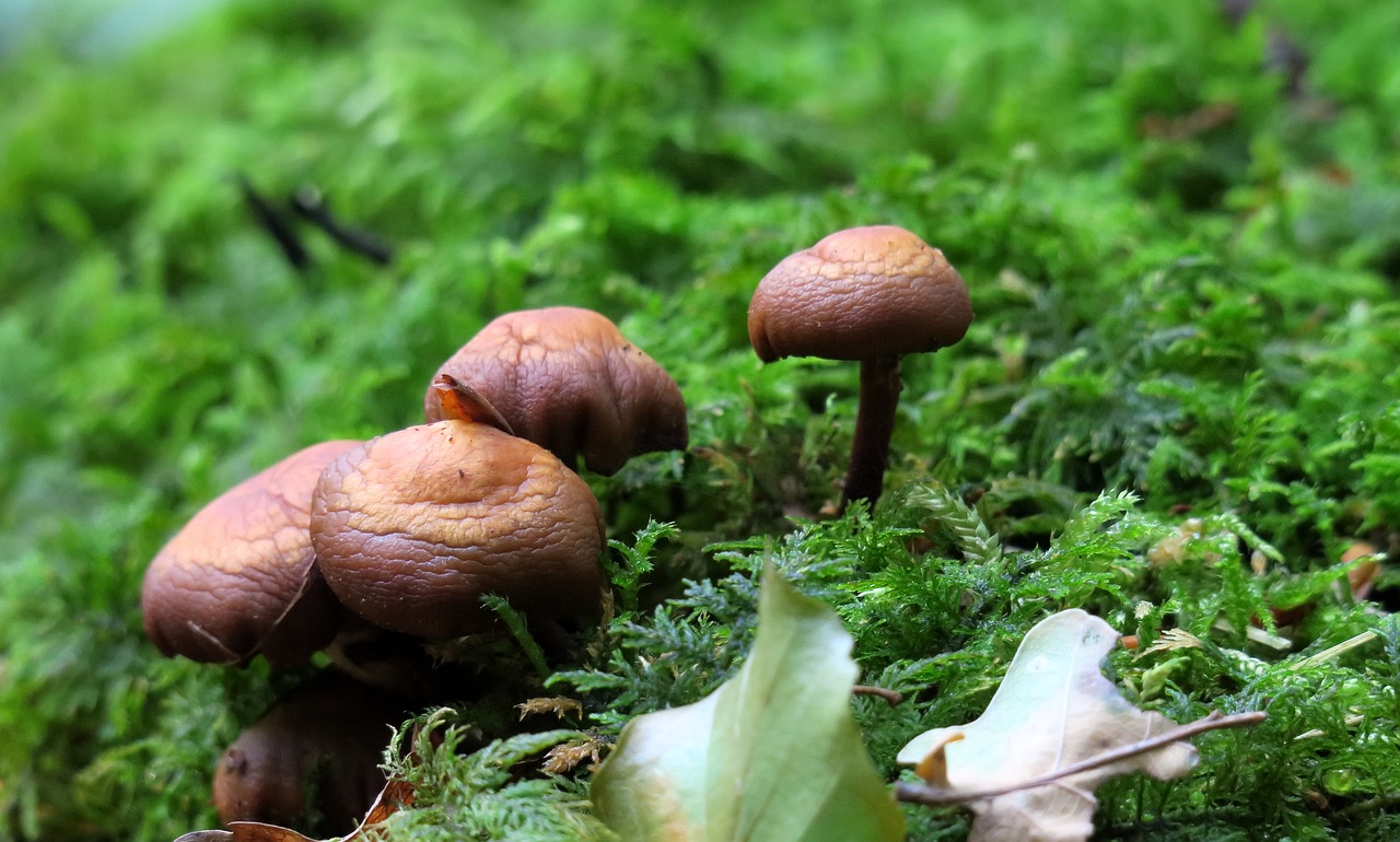 mushroom  moss  autumn free photo