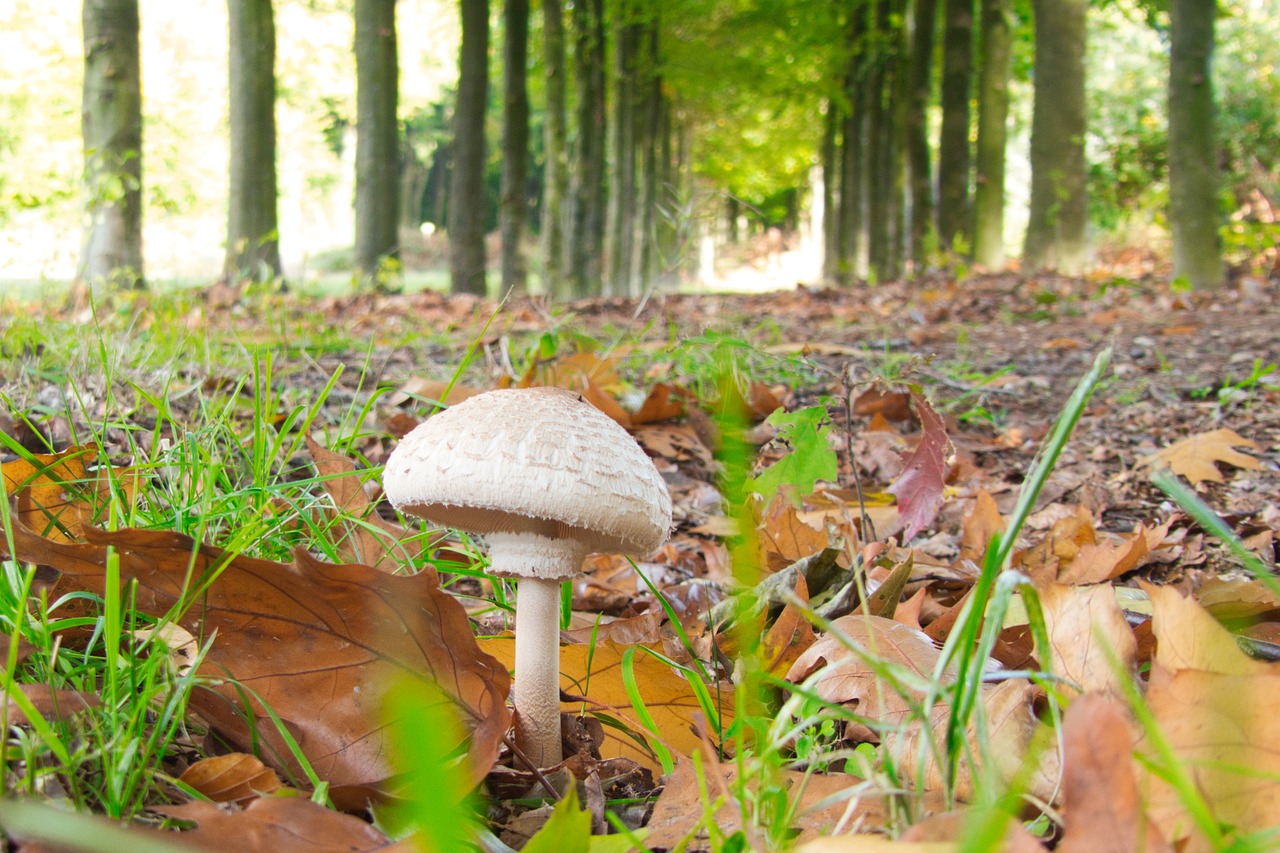 mushroom  autumn  nature free photo