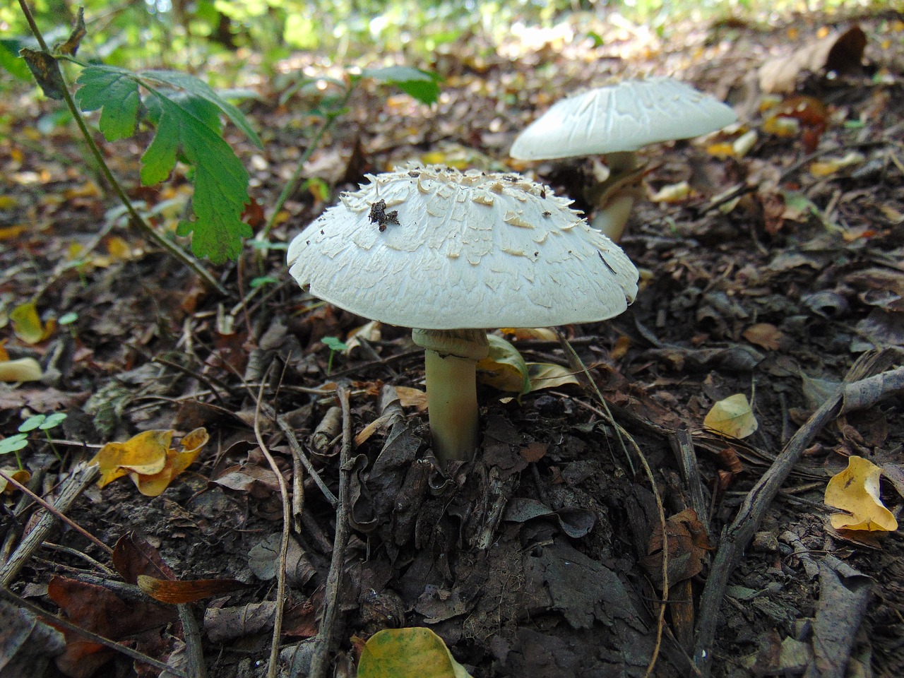 mushroom  forest  nature free photo