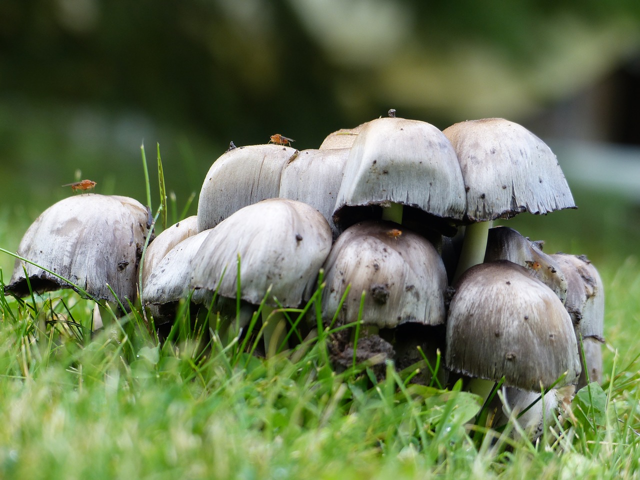 mushroom  pile  forest free photo