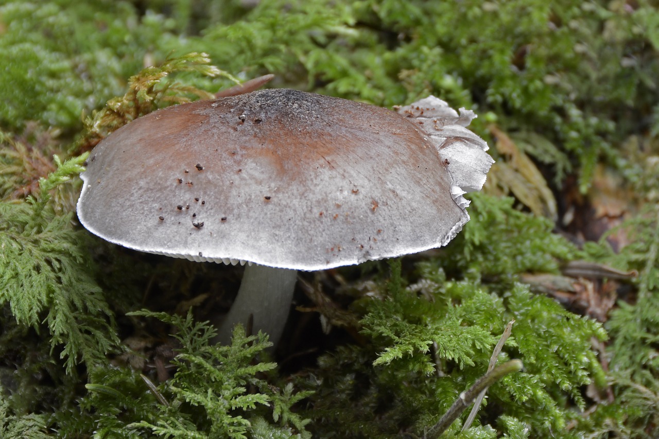 mushroom  agaric  forest mushroom free photo