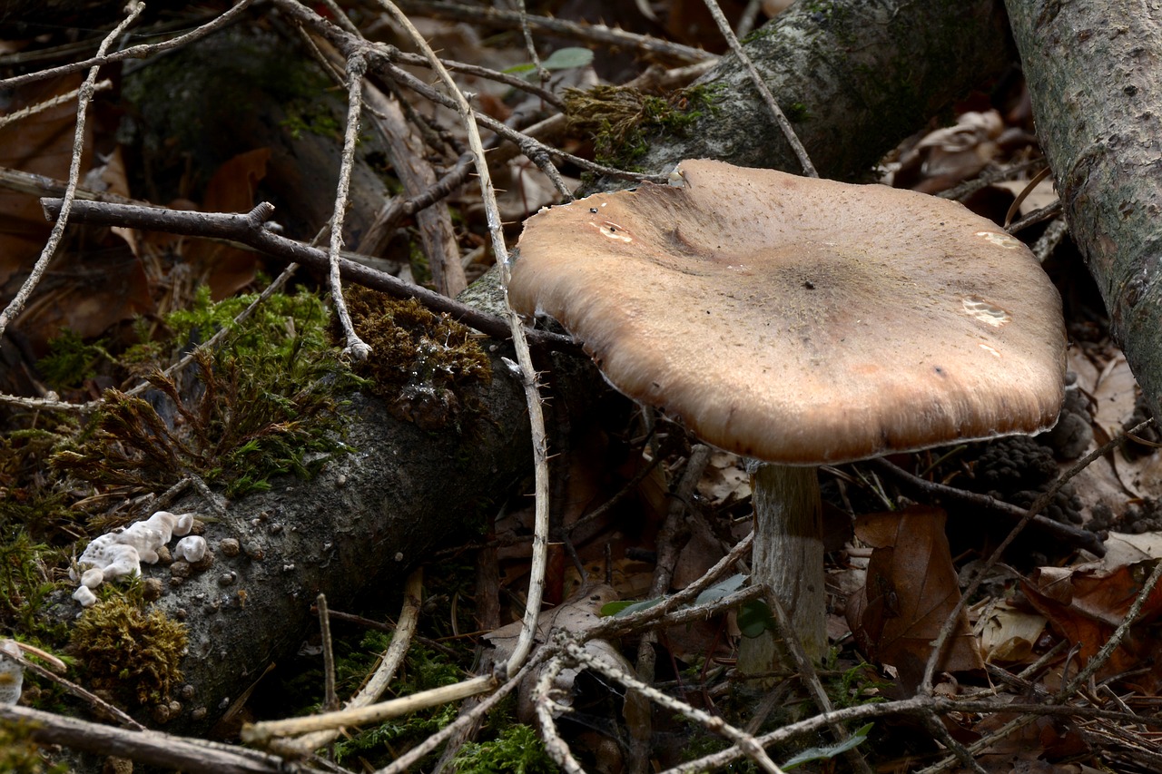 mushroom  agaric  forest mushroom free photo