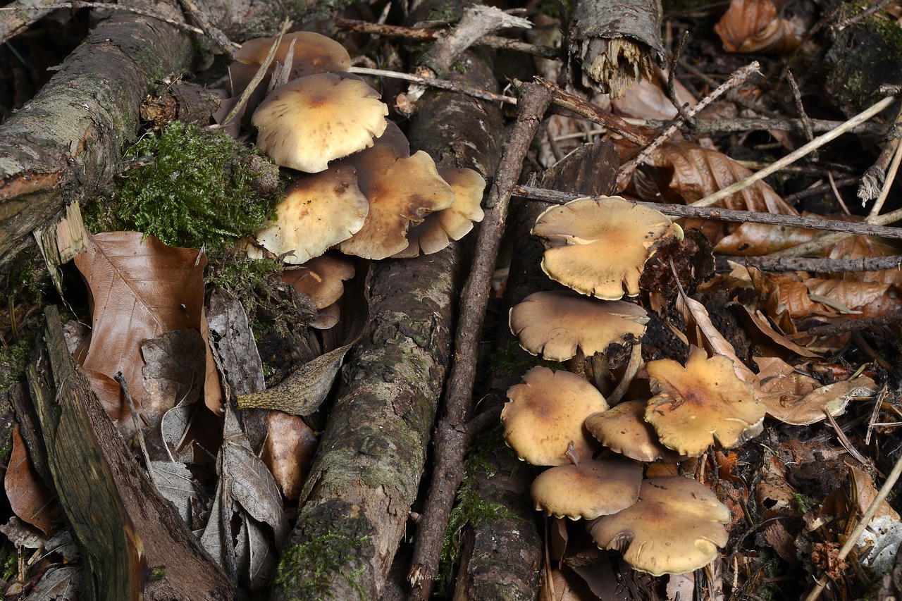 mushroom  kuhröhrling  autumn free photo