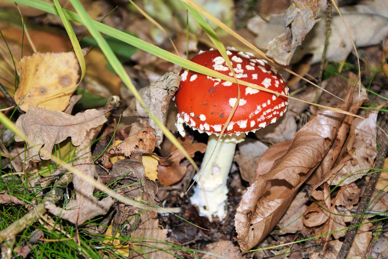 mushroom  forest  nature free photo