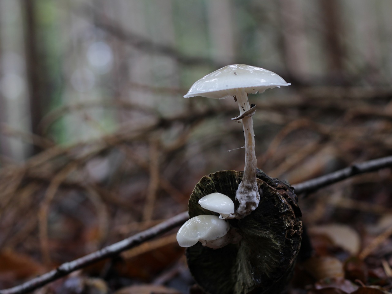 mushroom  autumn  forest free photo