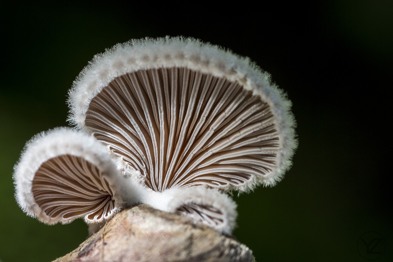 mushroom  nature  forest floor free photo